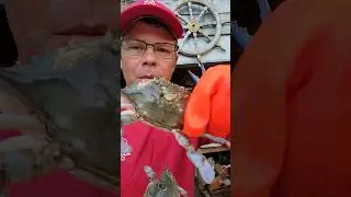 Zombie Crabs #crabbing #fishing #crab #bluecrab #seafood