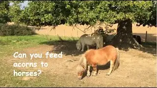 Can you feed acorns to Horses ? TV Episode 304