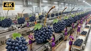 The Grape Production Process: From the Grape Farm to the Perfect Finished Product