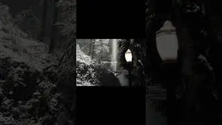 My Soul Belongs Here #forestfantasy #pinterest #darkforest #relatable #mysoulbelongshere