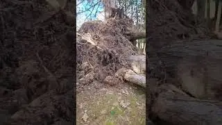 55mph wind and poles are down