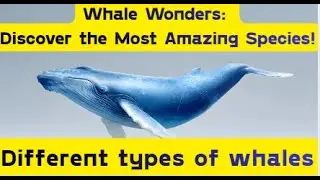 Different types of whales