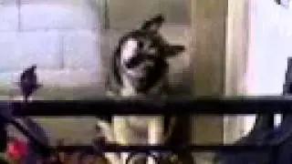 Un cane curioso!