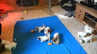 ONE MONTH PUPPIES JACK RUSSELL TERRIER ONCETARTESSOS