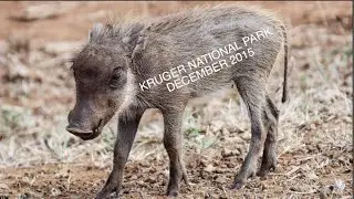 Kruger National Park Adventure