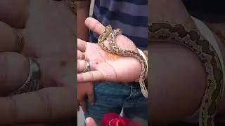 The Pythonidae, commonly known as pythons, are a family of nonvenomous Snakes found in Africa, Asia