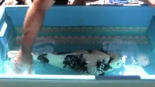 Injecting koi with antibiotics