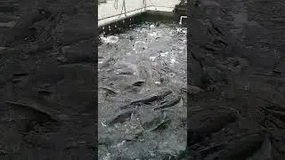 076  Harvesting Sea fish in Deep sea #fishing #fishtraps #fishlover #shortsfeed  #fishingdaily