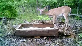 Scouting Vlog in July 2025 - Deer Season Is Fast Approaching! #trailcameras