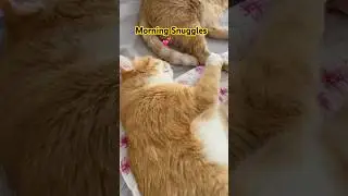 Morning Snuggles 💕🐾 | Daily Meow
