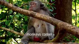 A part of videos of monkeys