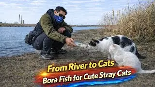 Catching Bora Fish to Feed Cute Stray Cats