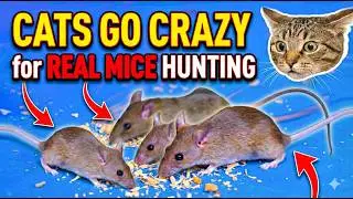 Ultimate Cat TV! 🐀 Cats Go CRAZY for REAL Mice Hunting Video (4K) for Cat to Watch!
