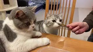 【愛猫】我が家の猫!プリンを食べていたらこうなりました!Love cats!