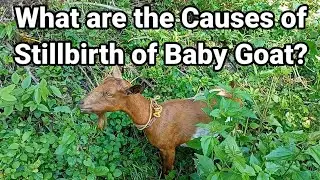 『Ano ang Dahilan Kung Bakit Namamatay ng Batang Kambing Bago Ipanganak?』〘Why Stillbirth Happened?〙