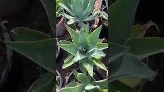 Blue agave