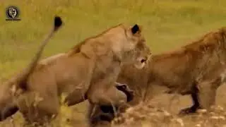 Lion Attacks Warthog and Lion Vs. Buffalo Fight Scene