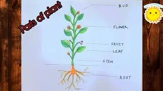 How to draw Parts Of A Plant 🪴//Parts of a Plant drawing easy //School project 