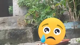 Feeding program homeless cat