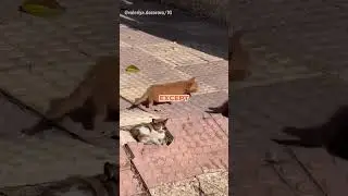 У Китти ещё не развился инстинкт самосохранения...