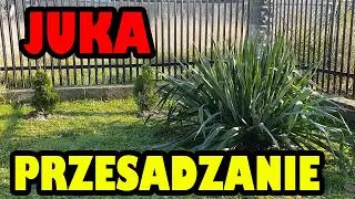 Ogromna Juka przesadzanie