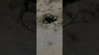 Swarm relocation.