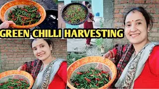 GREEN CHILLI HARVESTING ।। OUR DAILY ROUTINE VLOG।। #kiruvlogshimachli