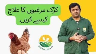 How to Treat Broody Hens - Lohmann Brown Farming