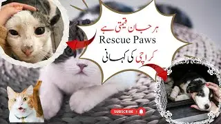 🐾 Rescuing Lives, One Paw at a Time &ndash; Paws Rescue Karachi 🇵🇰 | Animal Rescue Stories