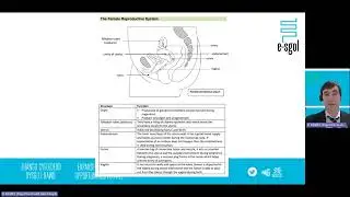 Human Reproduction
