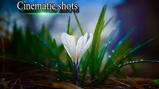 Cinematic nature shots | cinematic shoot with mobile |Natur cinematic shots |@PJCinematicIdeas