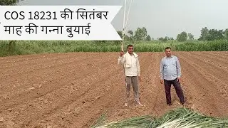 Ganna buai ki tayari