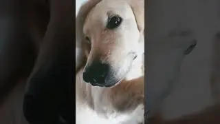 gimoti