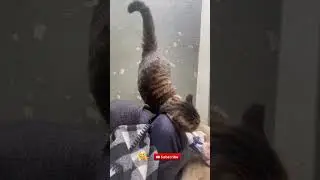 Cat Keeps Bumping You? Congrats, You&rsquo;re Officially Loved! 🐾#viralvideo#viralcats#cat#pets#videoshort