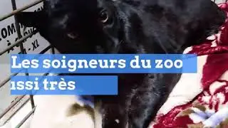 LA PANTHÈRE D'ARMENTIÈRES A ÉTÉ VOLÉE AU ZOO DE MAUBEUGE