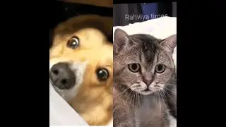 Dog vs Cat Funny Reaction 😂 While Cutting Fake Cake
