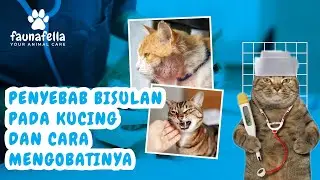 Gejala, Penyebab dan Cara Pengobatan Bisul pada Kucing 💯