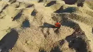 Butterfly on the planet Mars
