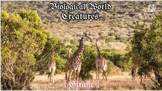 Biological World Creatures # Giraffe # Shorts