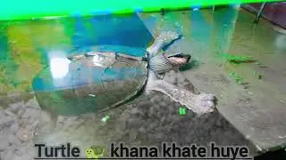 turtle khana khate Hue aquarium mein| कछुआ खाना खाते ह्यू एक्वेरियम में