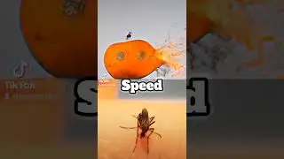 Fly vs Mosquito #1v1 #edit #pvp #marvel #dc