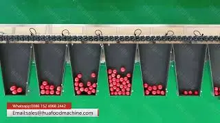High Precision Tomato Weight Grading Machine With Defect Detection Function