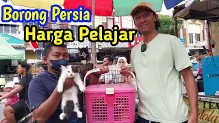 Borong Kucing Persia❗ Harga Pelajar ni, kamu gak mau?