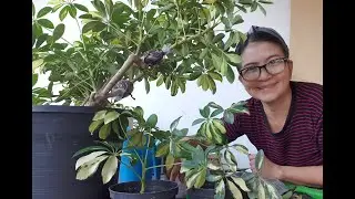 PROPAGATION SUCCESS AND FAILS SCHEFLERA TRINETTE OR FIVE FINGERS VARIEGATED