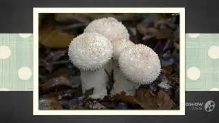 Agaricaceae - fungi kingdom