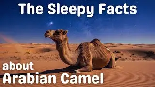 The Sleepy Facts About Arabian Camel - A Calm Nature Documentary to Fall Asleep
