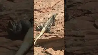 EXPLORING THE DIXIE RED CLIFFS NATIONAL CONSERVATION RESERVE (ST GEORGE, UT) SIX TEAM TACTICAL