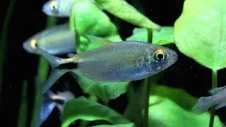 Brycinus longipinnis - Langflossensalmler