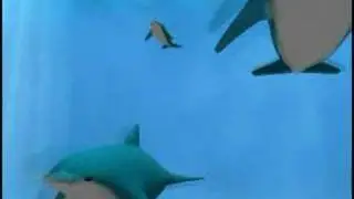 Final Dolphin Animation