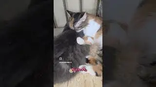 Sisterly Fluffy Cat Love Norton & Nellie #cats #catreels #fluffycats #catsvideo #sisters #cat
